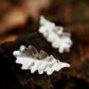 Puces oreilles éthiques. Bijou fait main feuilles de chêne en argent recyclé